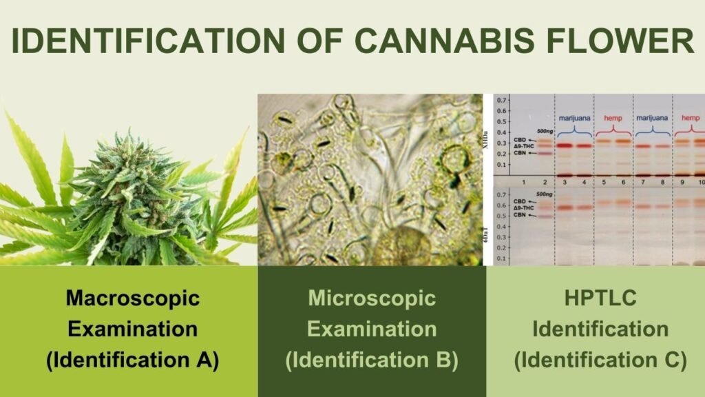 Identification of Cannabis Flower