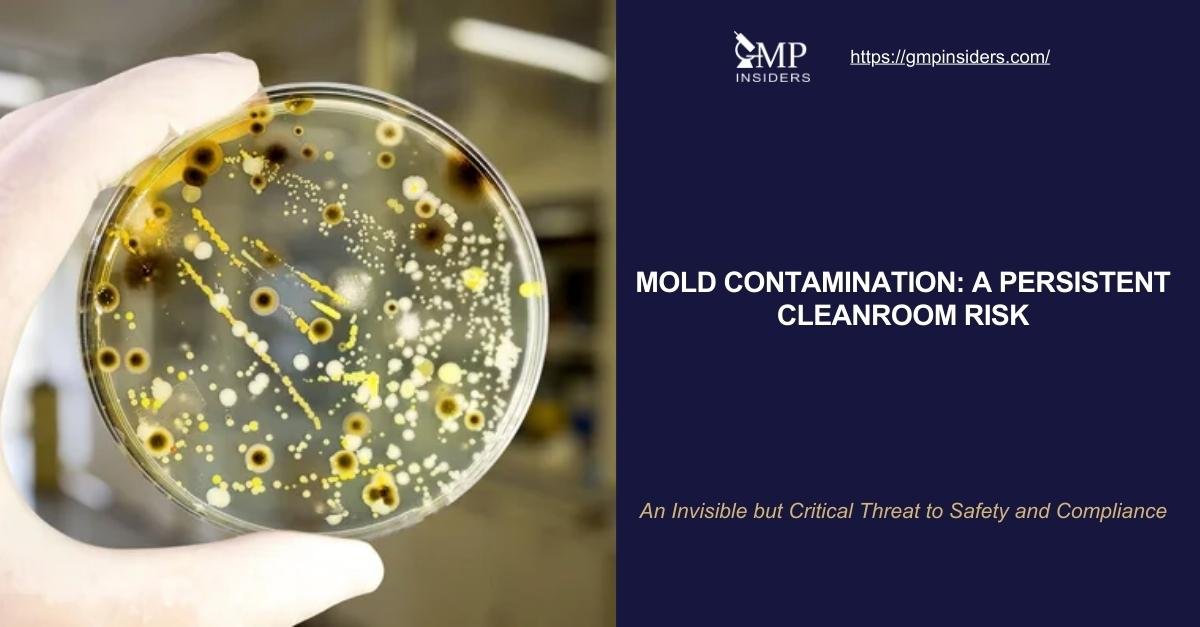Mold contamination in cleanrooms featured image showing mold growth on an agar plate under laboratory light.