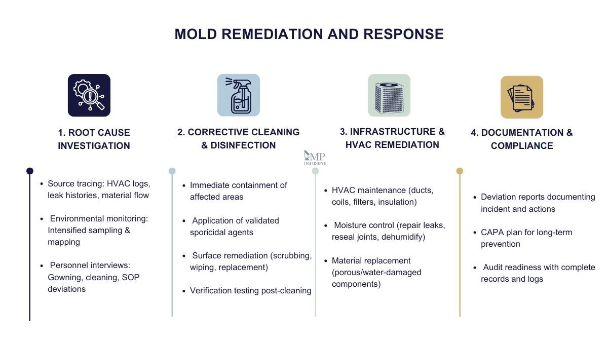 Mold remediation and response infographic outlining investigation, cleaning, HVAC remediation, and compliance steps.